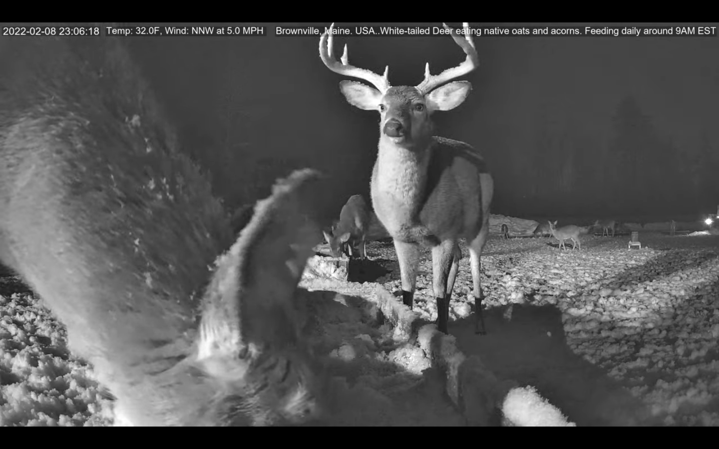 Brownville man’s deerfeeding venture keeps growing, but experts don’t