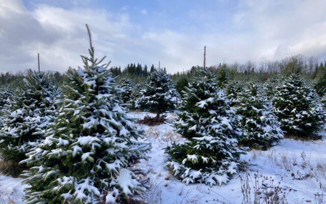 Maine Has A Moderate Chance Of Getting Snow For Christmas -piscataquis 