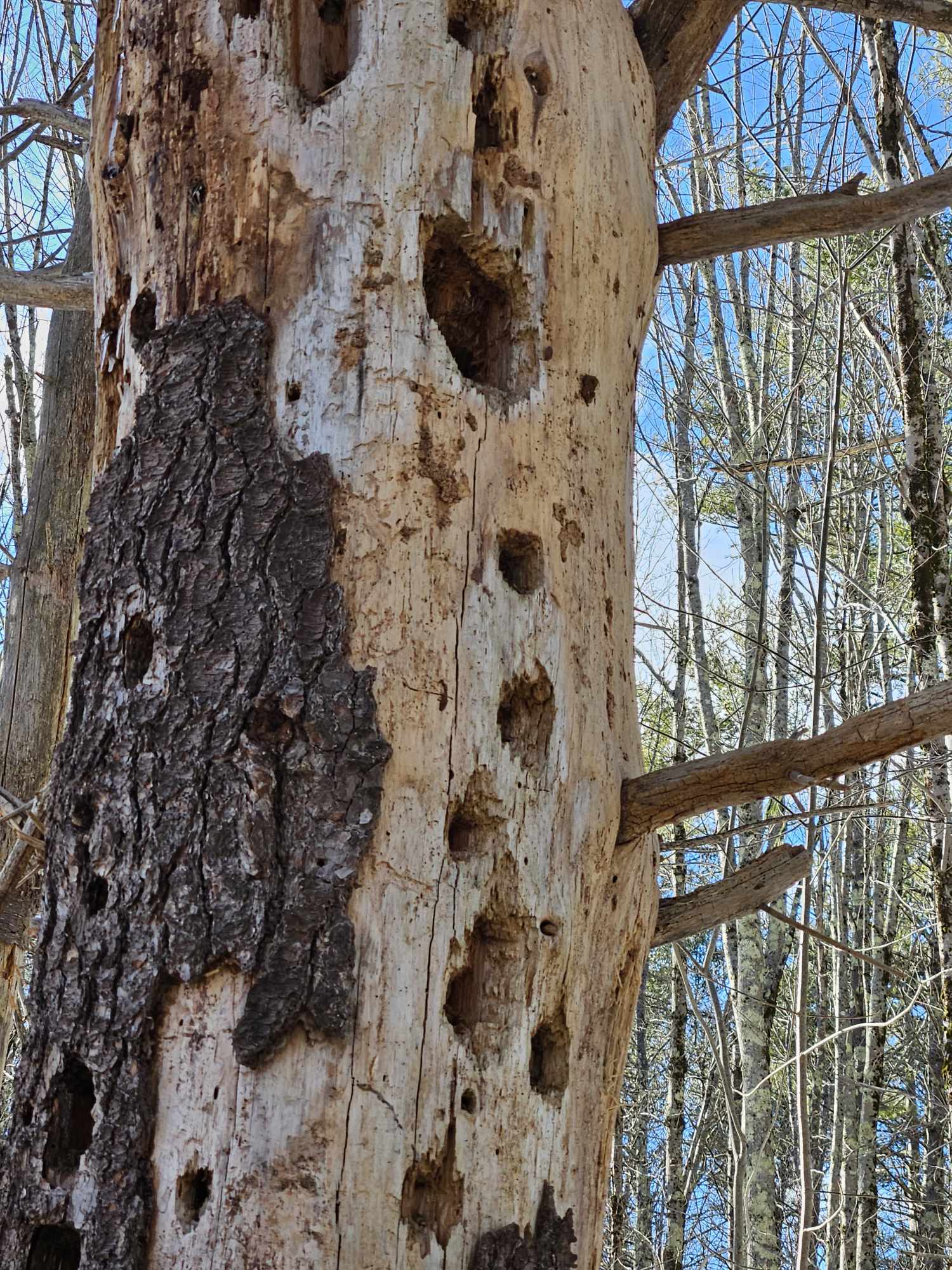 Have you ever seen a woodpecker nesting tree? -Piscataquis Observer