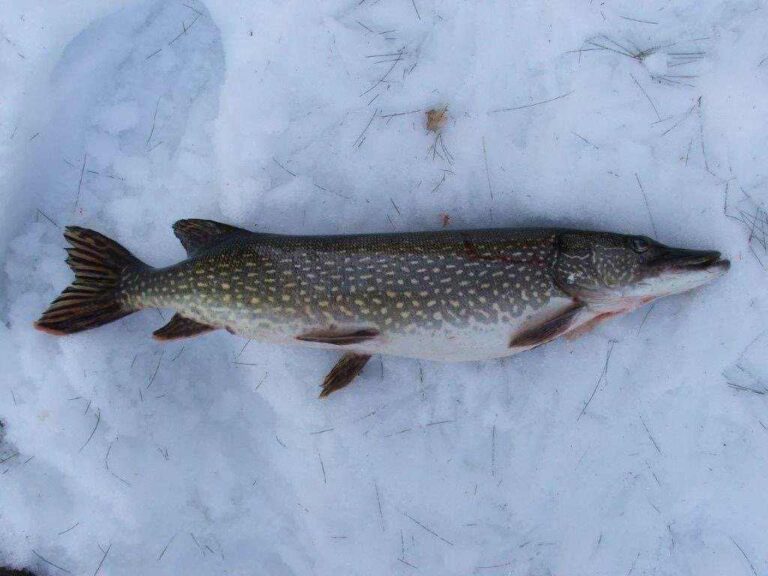 Inside the plan to protect Moosehead Lake from a destructive invasive ...