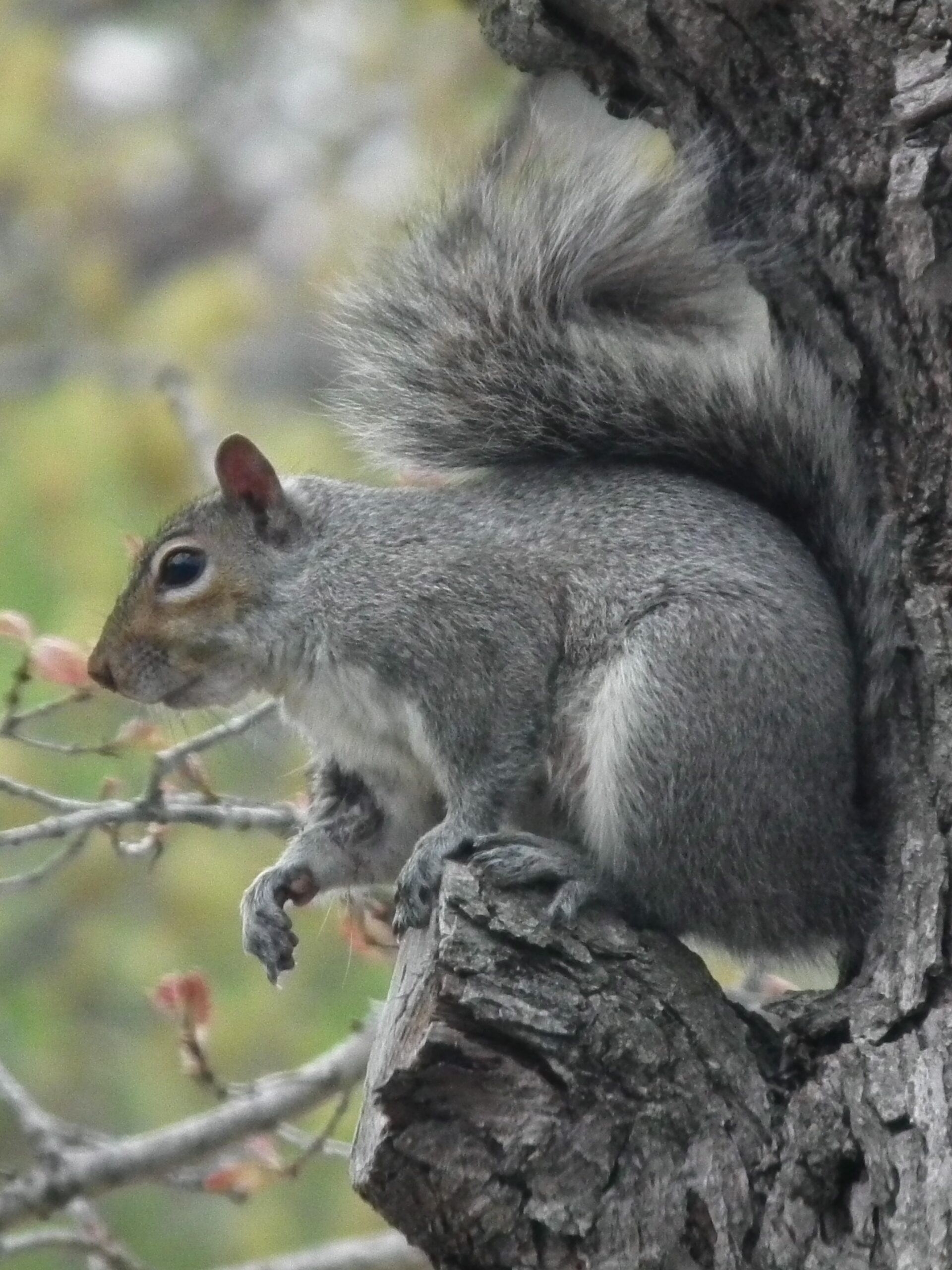 When do pellet guns make sense for hunting and pest control ...