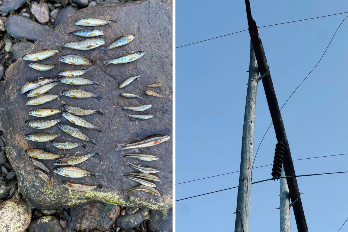 Fish Panne Penobscot dam owner replaces faulty poles on line where July failure ...
